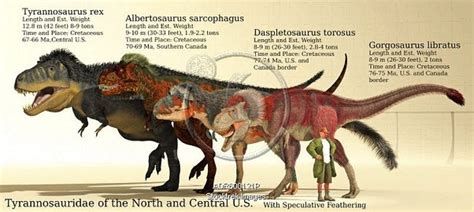 albertosaurus vs tyrannosaurus rex|albertosaurus size comparison.